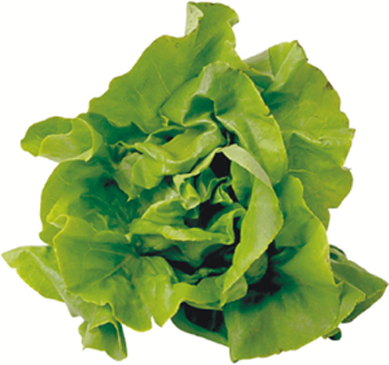Lettuce - My Square Foot Garden
