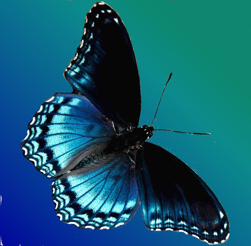 Beachanny By The Sea: Blue Butterfly