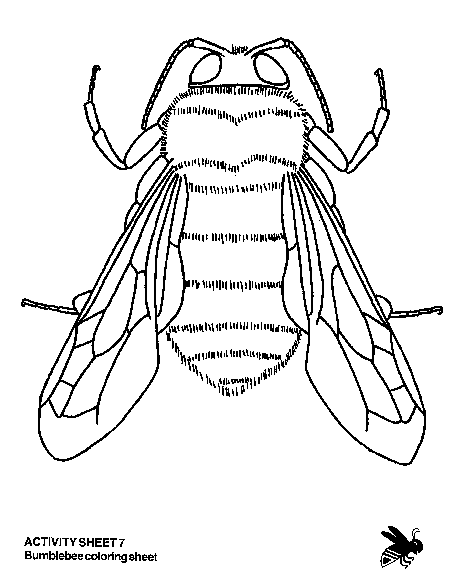 Bee Theme