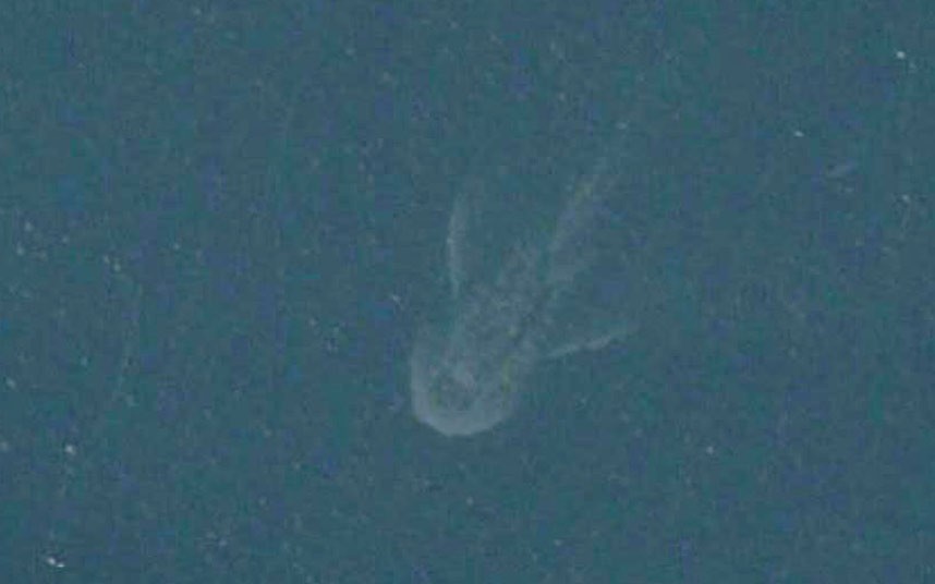 Loch Ness Monster sightings through the years: in pictures - Telegraph