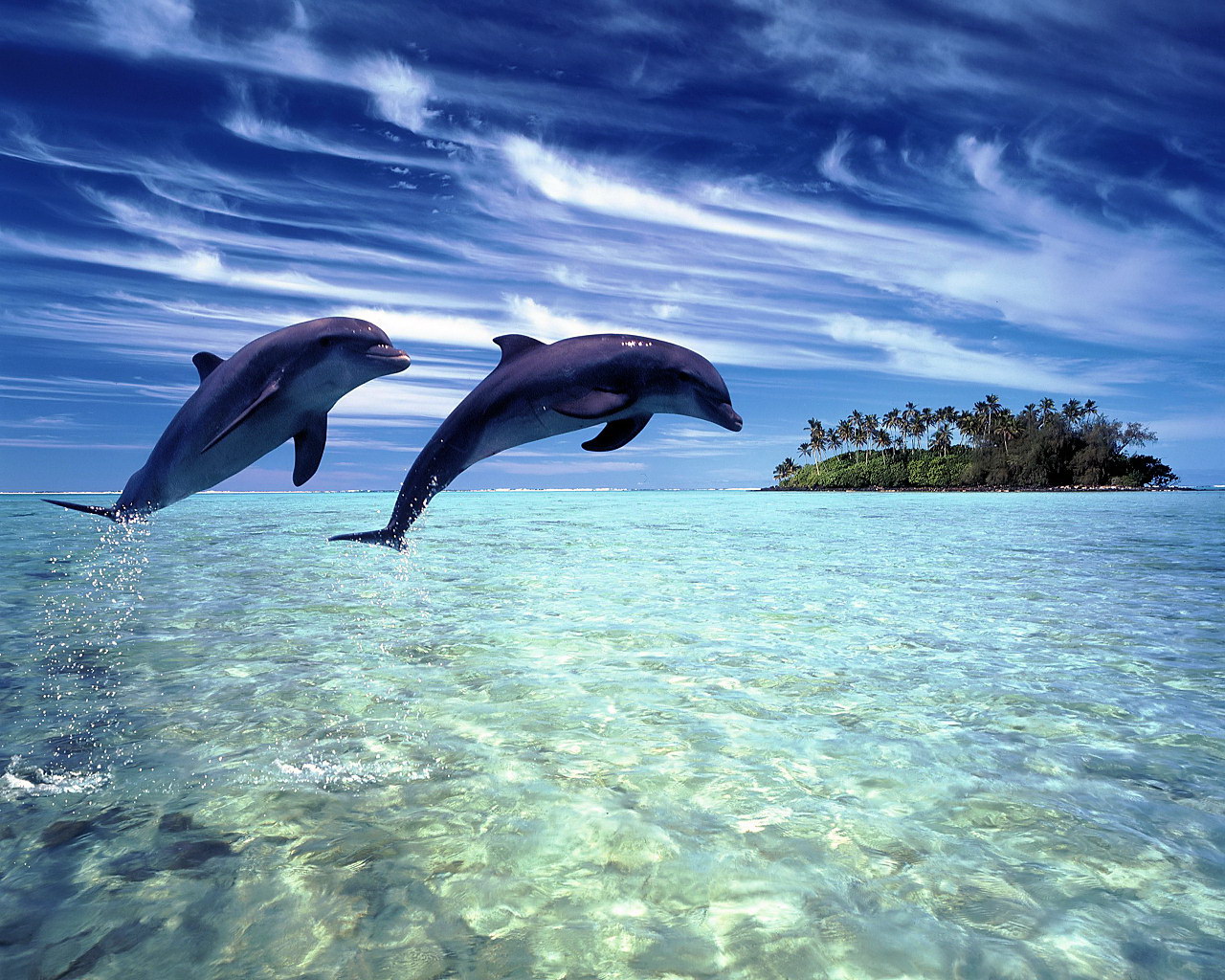 Dolphin HD Wallpapers - New WallpapersNew Wallpapers