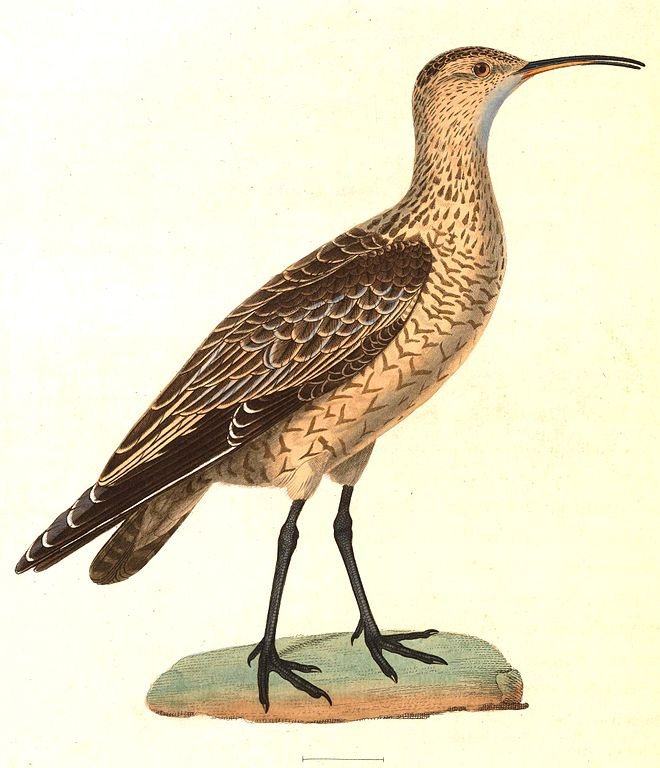 Pin by Edac2 on Eskimo Curlew | Pinterest