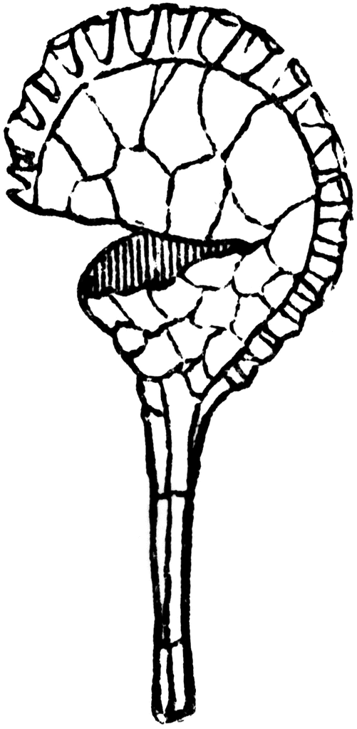 Walking-Fern | ClipArt ETC