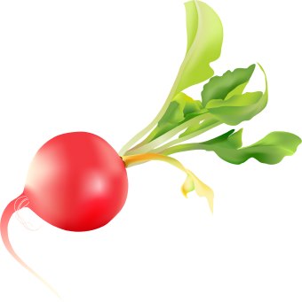 Radish clip art