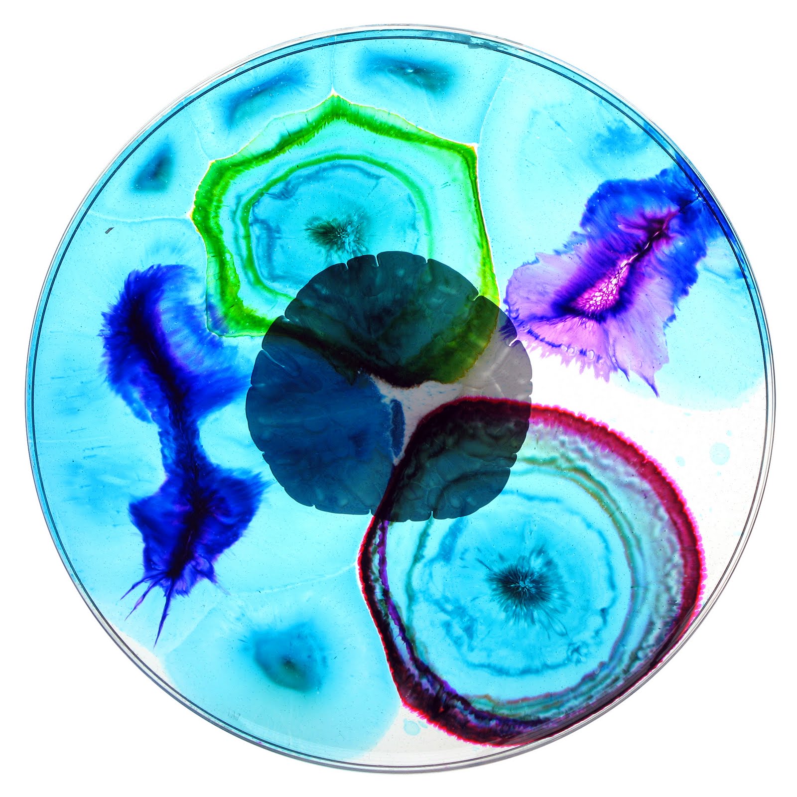 Pix For > Petri Dish Art