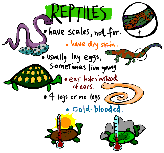 Reptile Rescue Den Kids Page