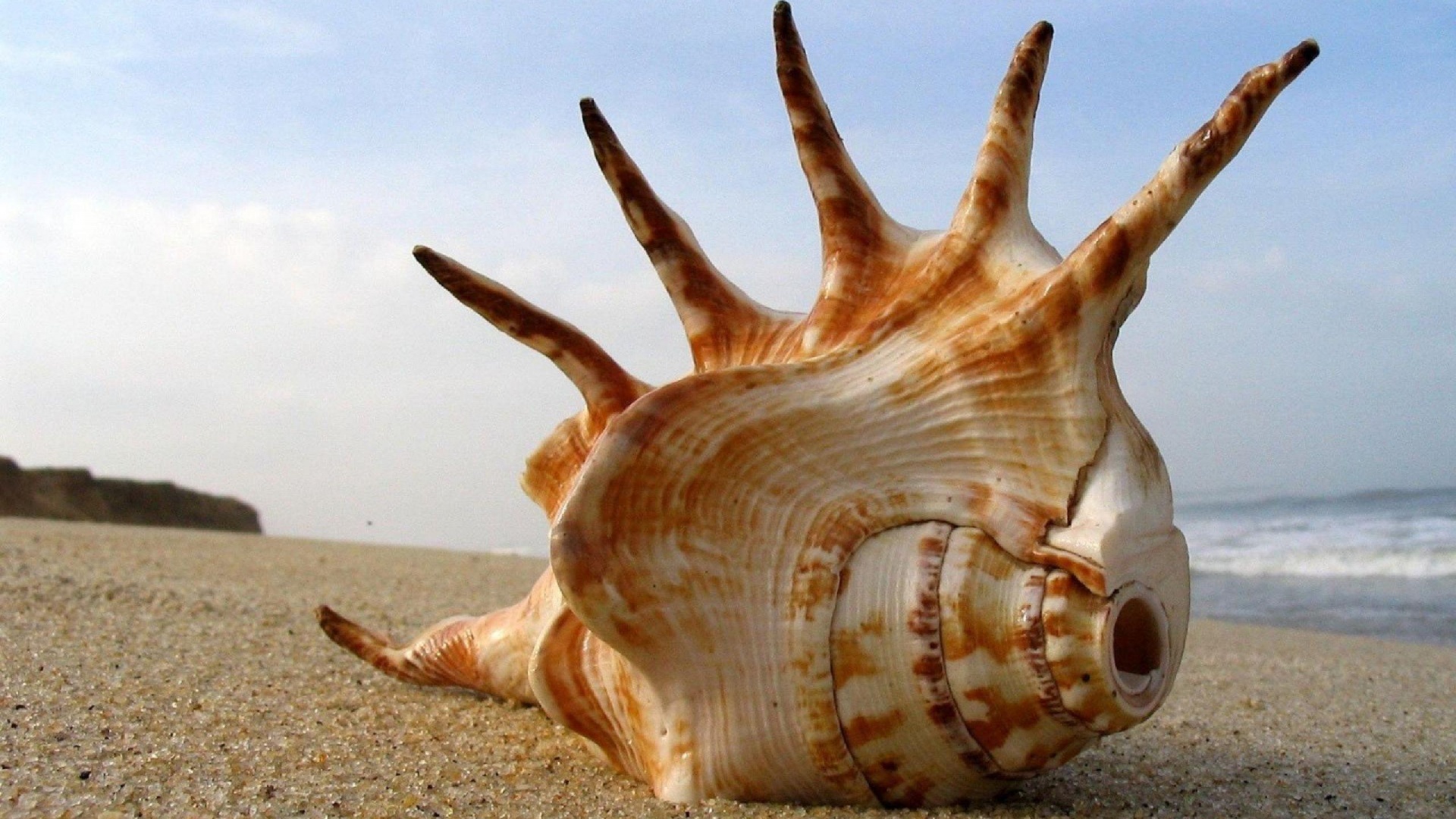 shell.jpg