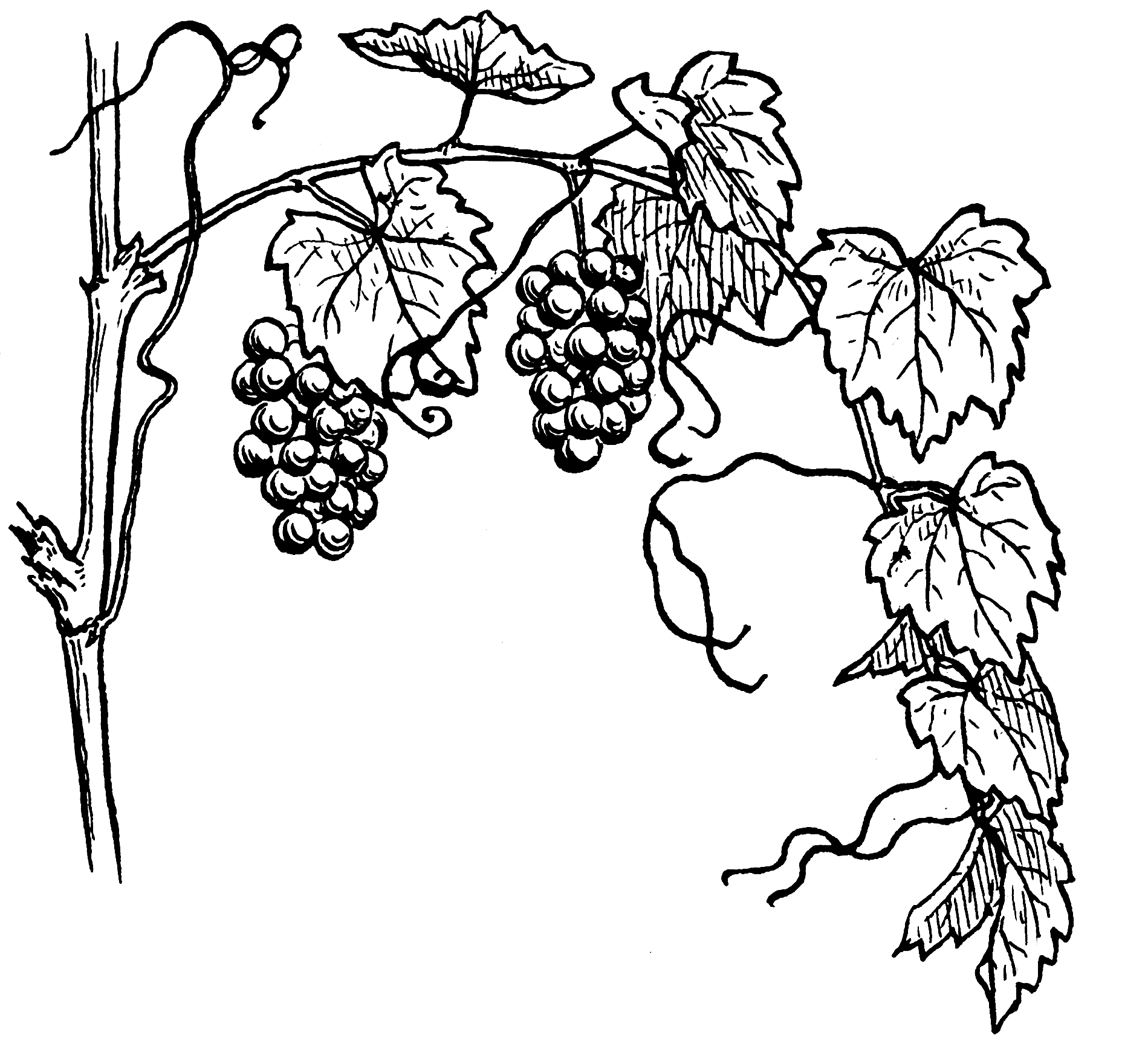 File:Grapevine 964 (PSF).png - Wikimedia Commons