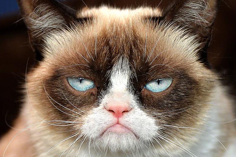 Happy Birthday, Grumpy Cat! The Most Famous Unhappy Feline Turns ...