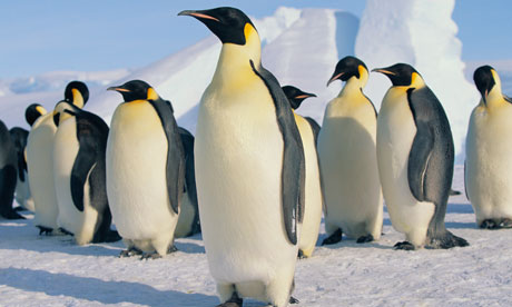 Pick up a penguin: remains of giant red species found | World news ...