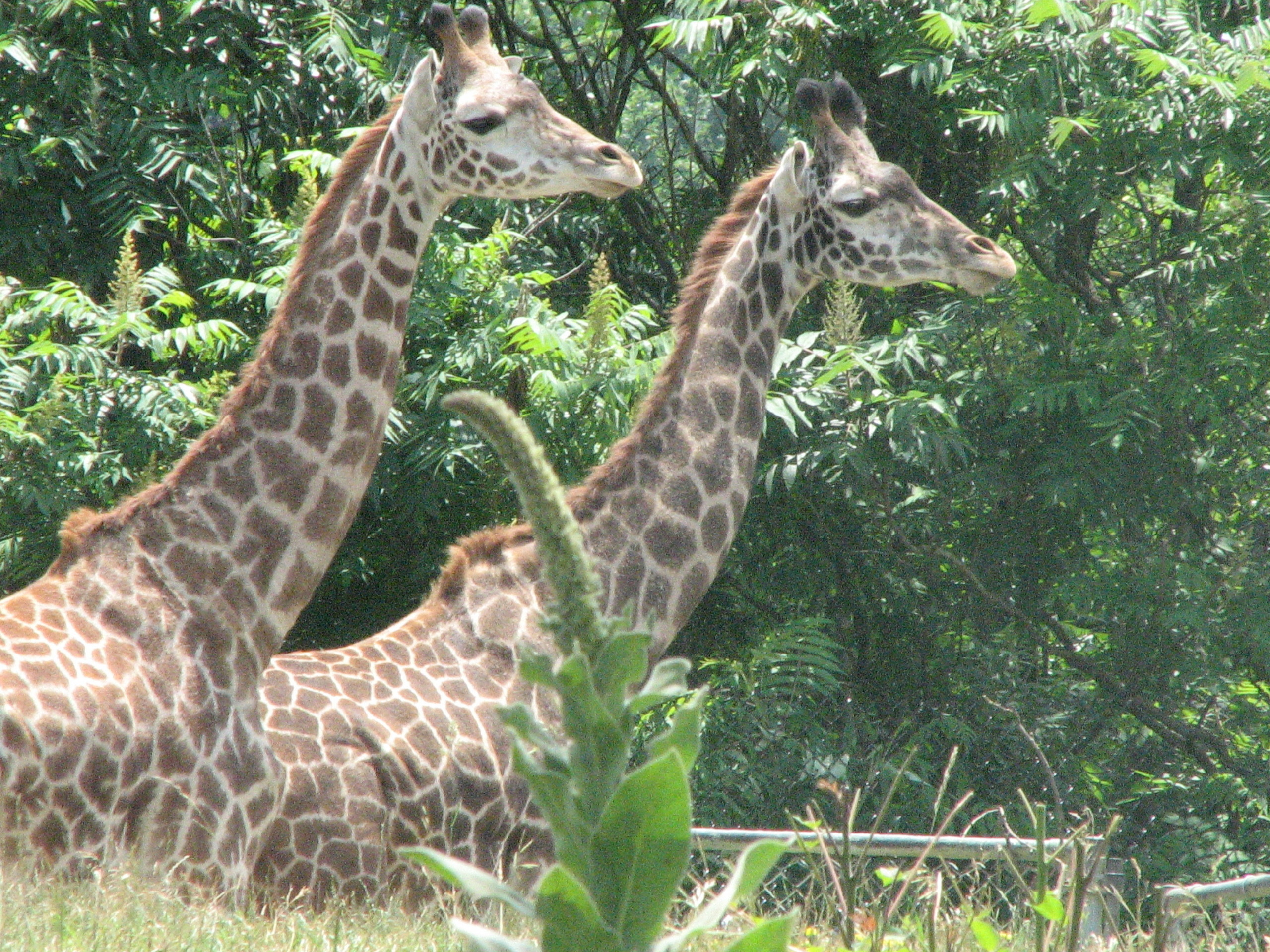 Pics from the zoo - Animals Photo (1674825) - Fanpop