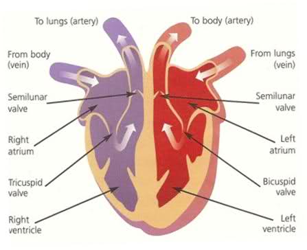 Heart Diagram Worksheet For Kids images