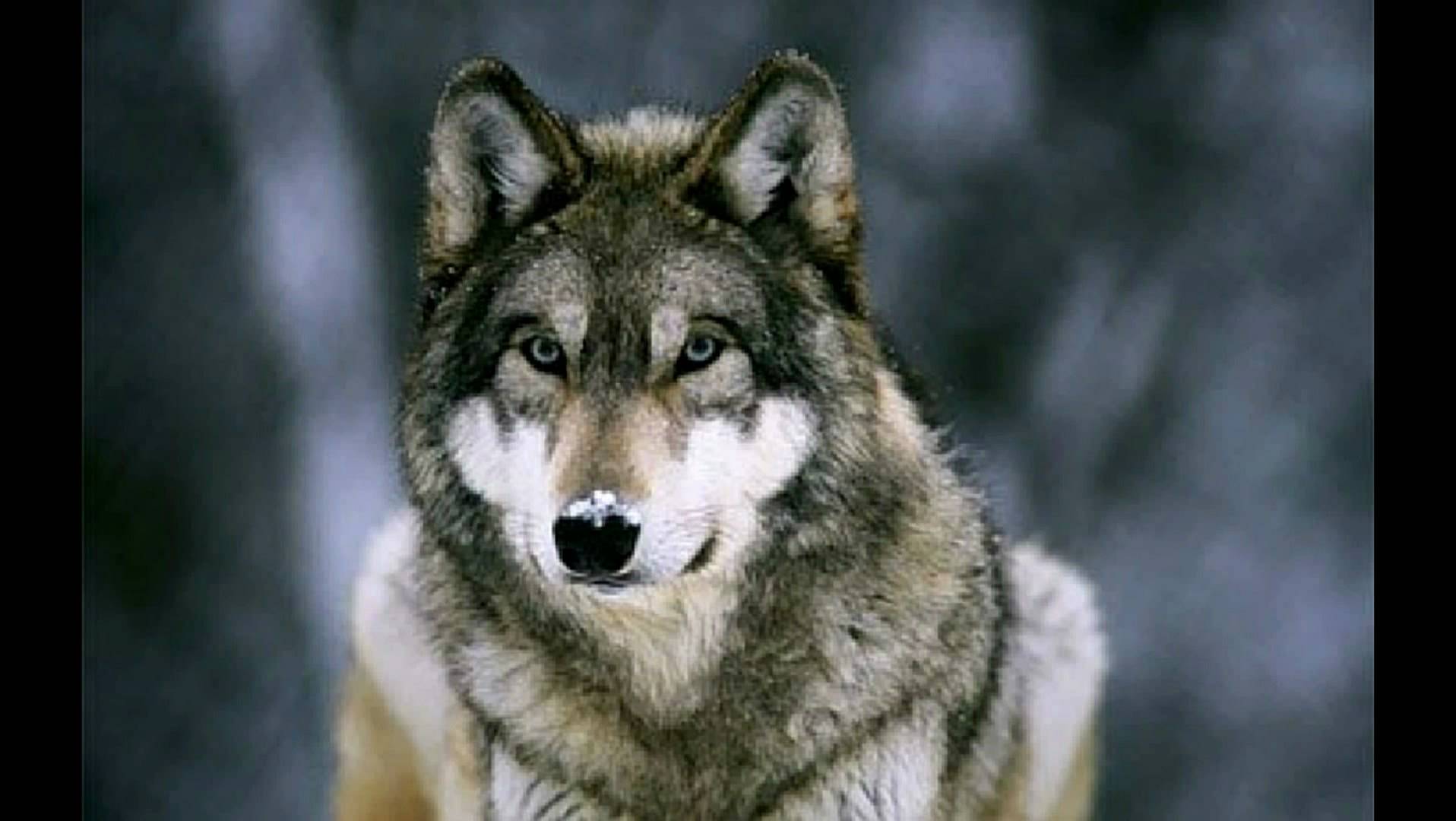 Wolves - Howling - In Nature - YouTube