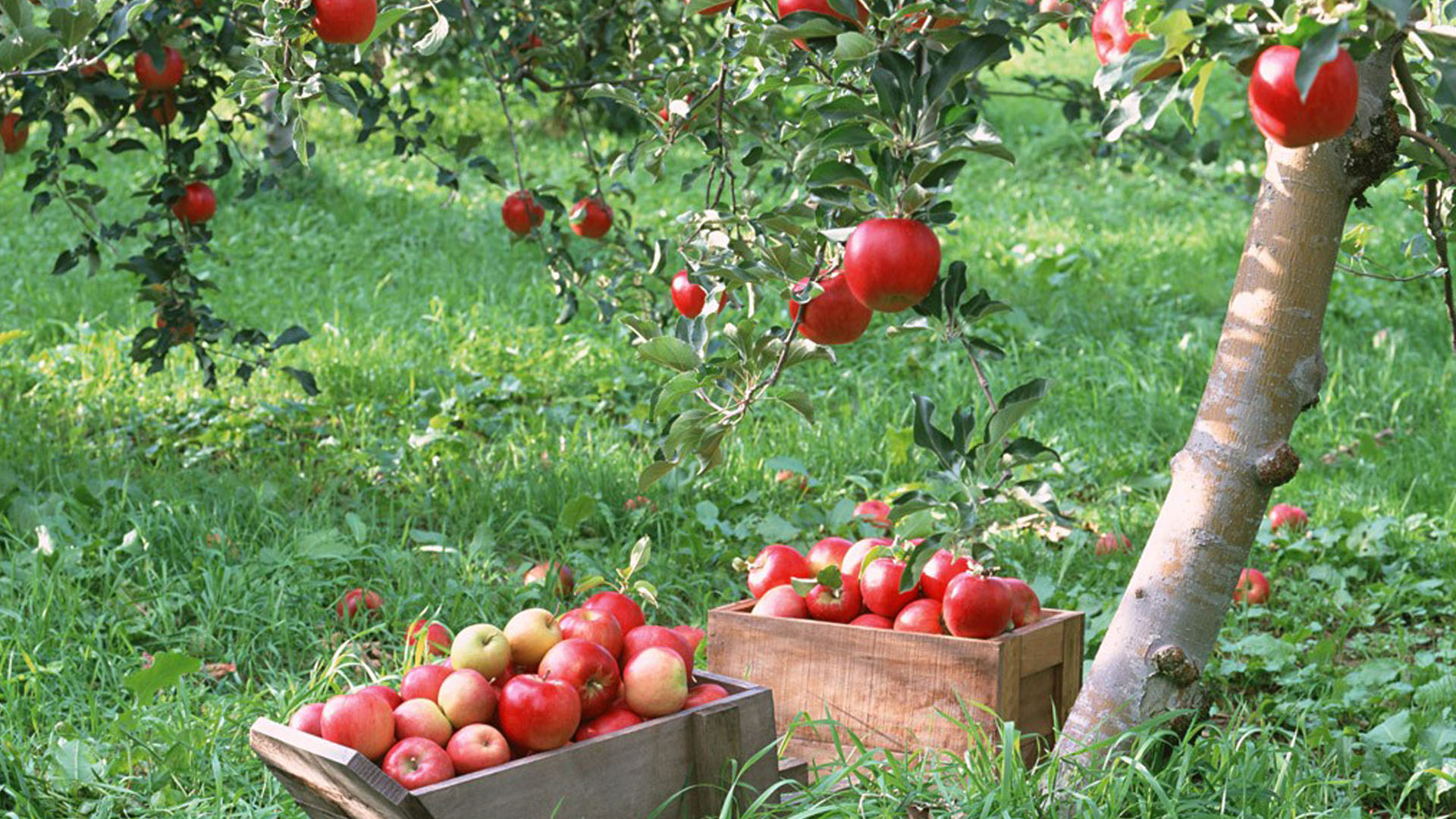 Apple Tree Branch Wallpaper images & pictures - NearPics