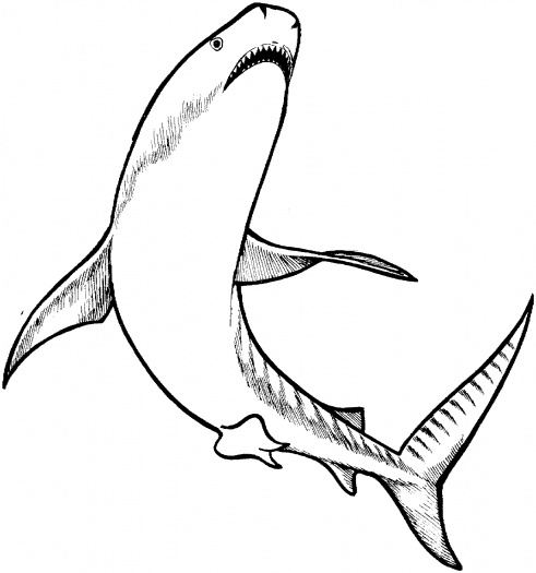 Tiger Shark Clip Art | Clipart Panda - Free Clipart Images