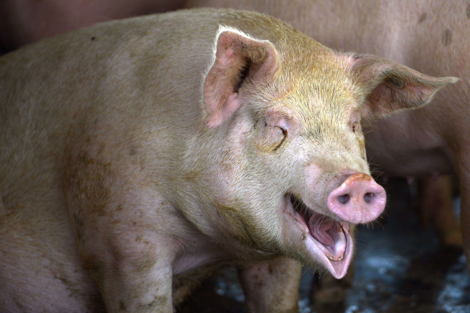 Mobster left to be eaten alive by pigs | New York Post