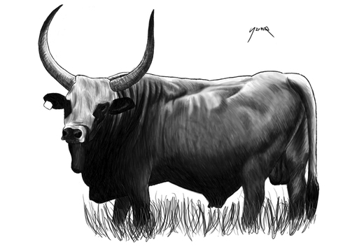 Hungarian grey cattle By szomorab | Nature Cartoon | TOONPOOL