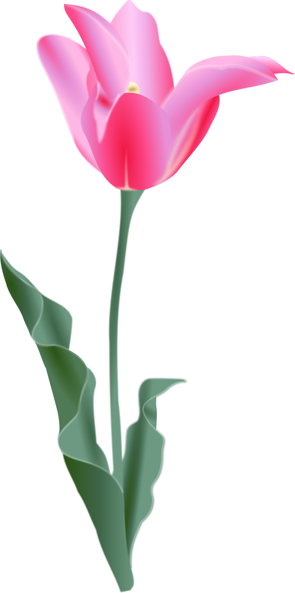 Tulip Clipart by TrinitySquare : Flower Cliparts #9081- ClipartSE