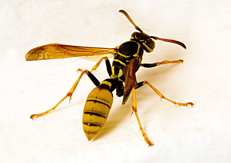 A Daily Dose of Atomic Otter Cinema: Why I'm Afraid of Hornets