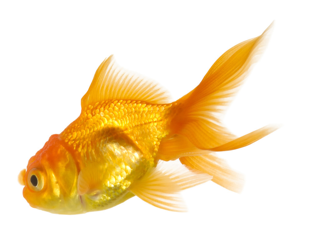 Goldfish material 4127 - Goldfish - Animal
