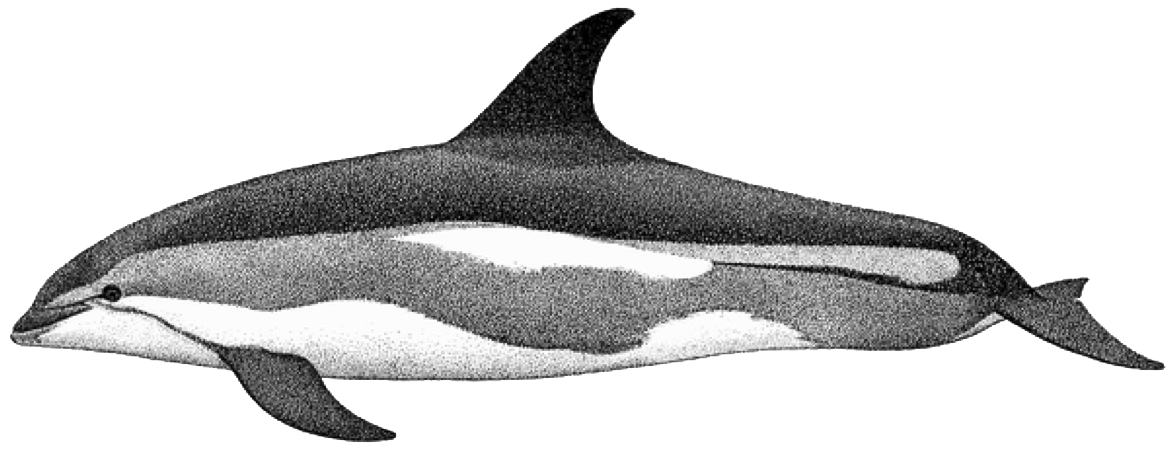 OceanViewer