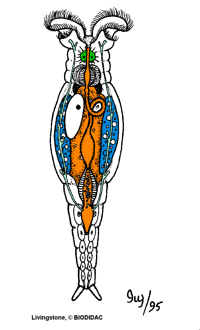 roti001c.gif