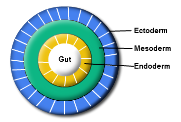 Animal Kingdom Classification | Chart | Biology@