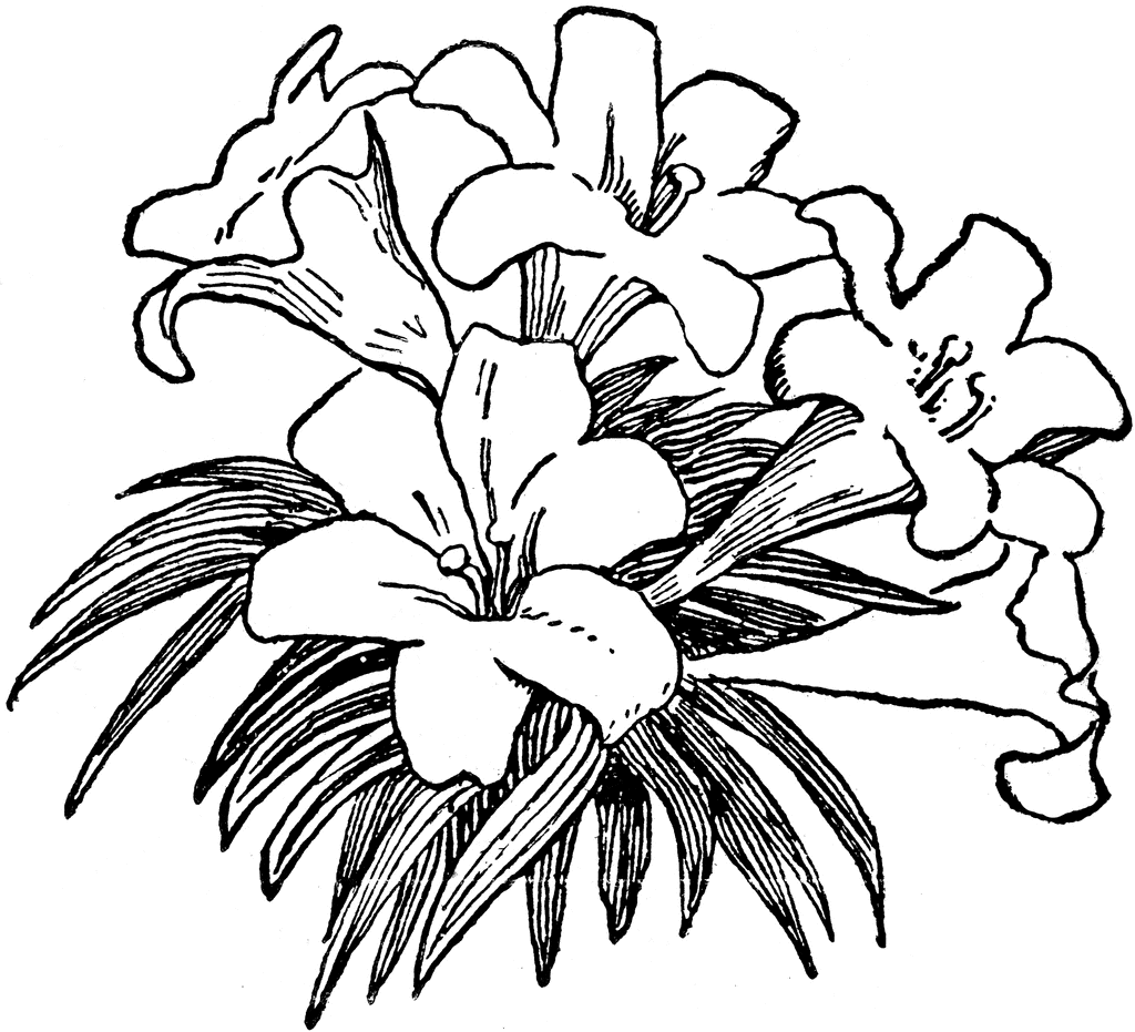 Pix For > Easter Lilies Drawing