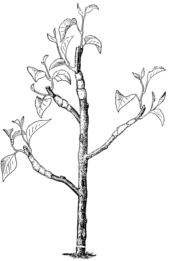 Branch-grafted Tree | ClipArt ETC