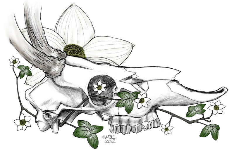 Mule Deer Head Drawings Car Memes