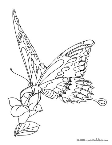 BUTTERFLY coloring pages - Monarch butterfly
