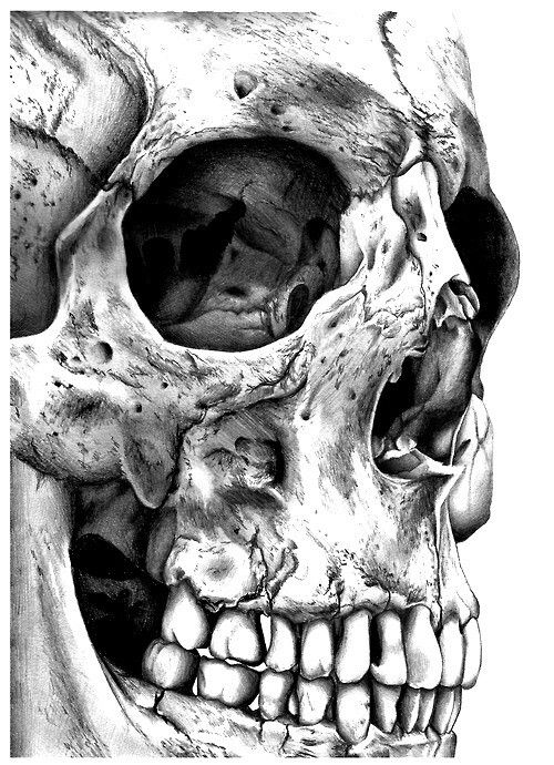 skulls on Pinterest | Skull Drawings, Skull and Skull Art