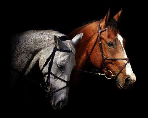 Two Horses Photograph - Two Horse Heads