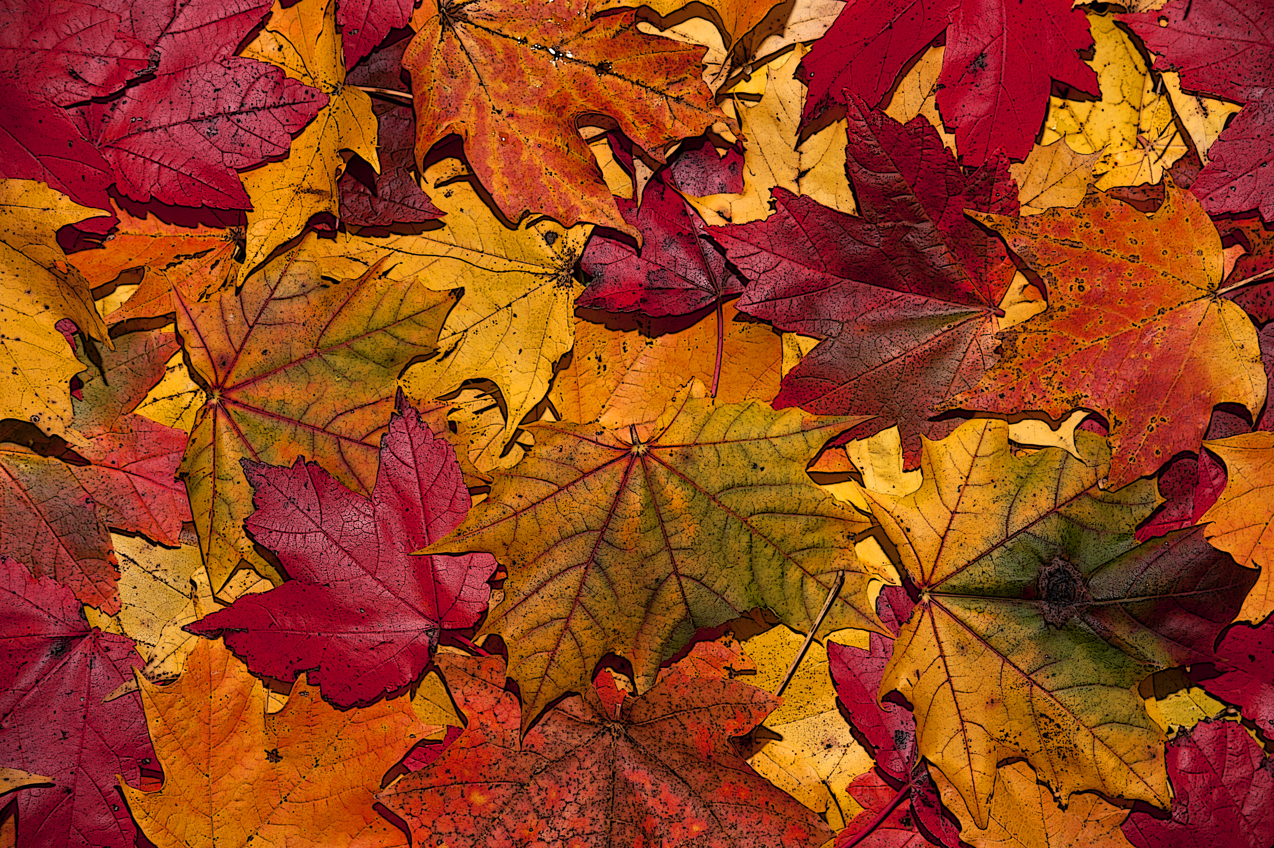 Autumn-leaves |