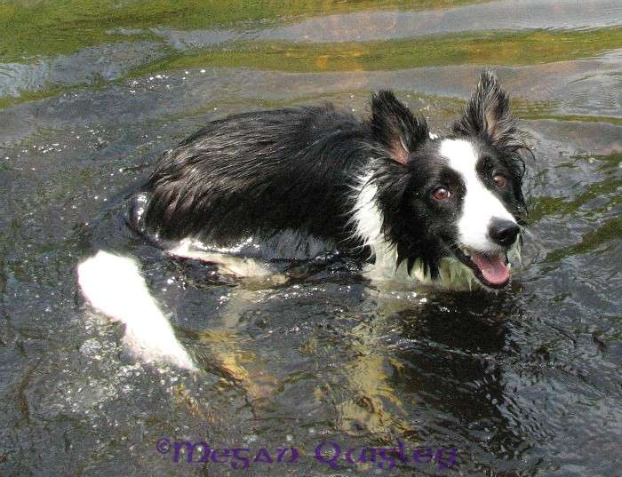 Holiday at the river - The People's Border Collie Gallery - BC Boards