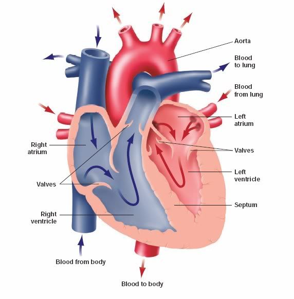 Anatomy of The Human Heart Diagram images