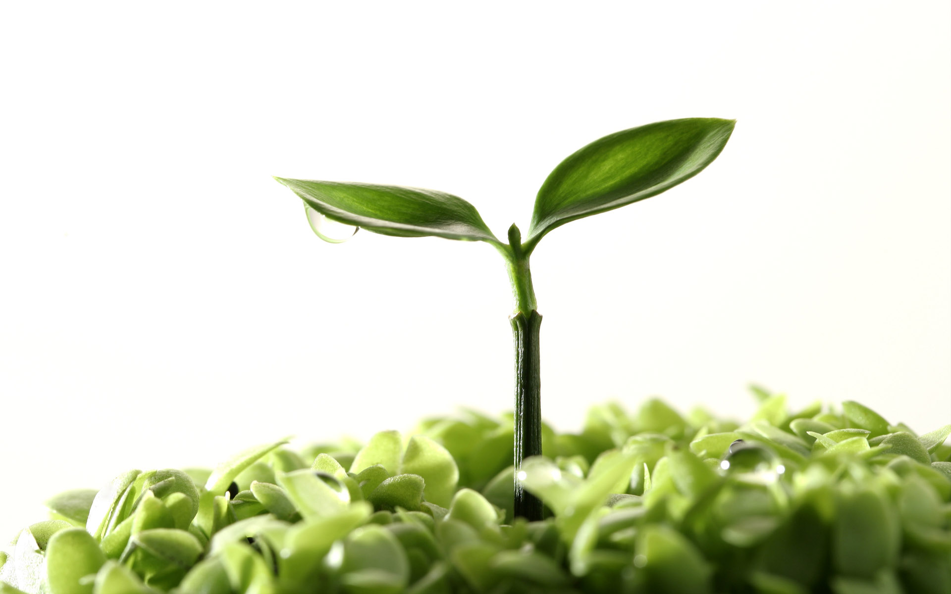 New Plant #6947891