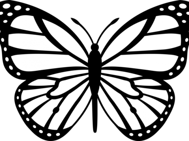 Butterfly Drawings In Black And White - Gallery