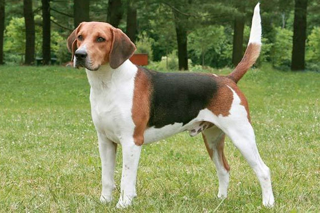 wilbert-dog | Tumblr