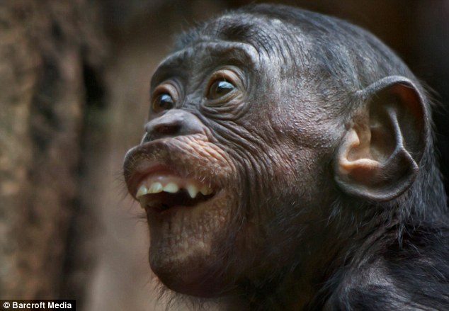 Monkey see, monkey do: The remarkably human faces pulled by our ...