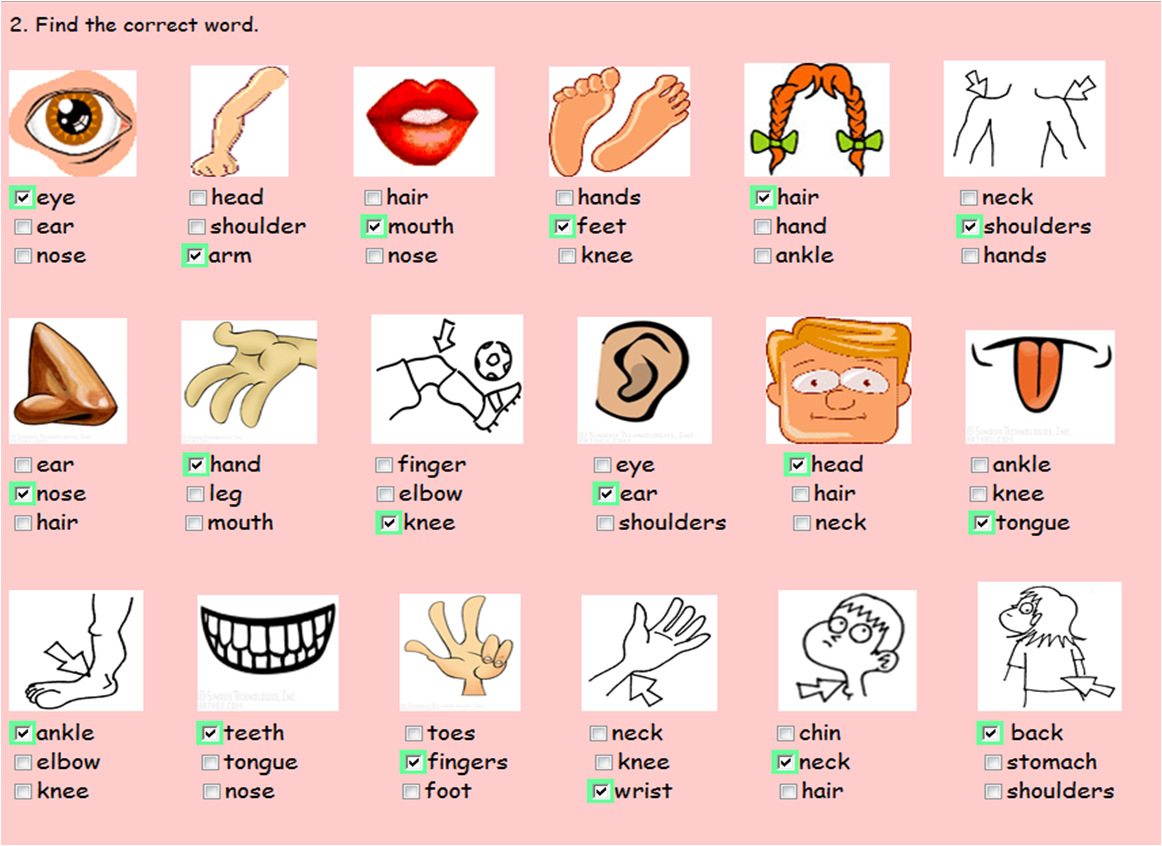 angelita: Body parts exercises