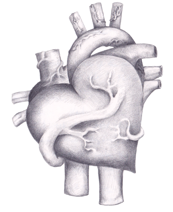Laura Slipsky » heart