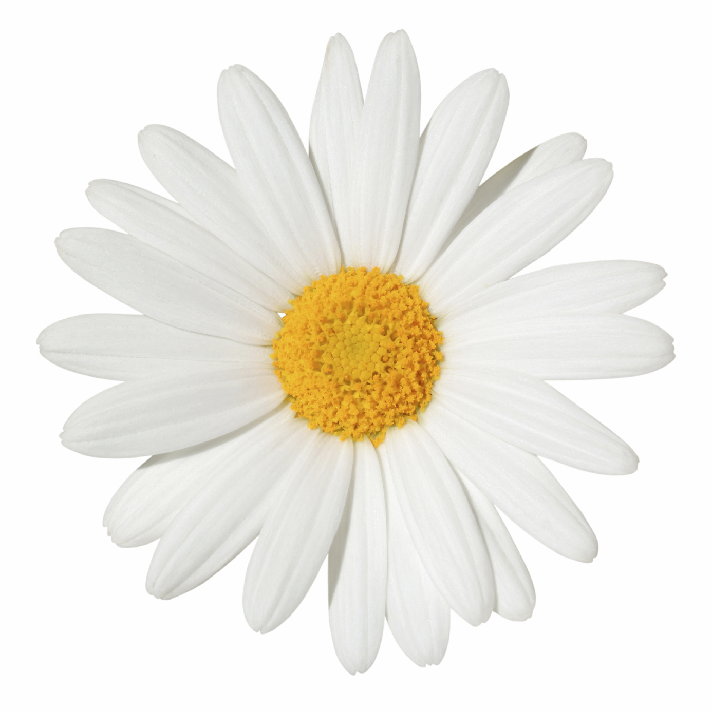 The meaning of the dream in which you saw «Daisy»