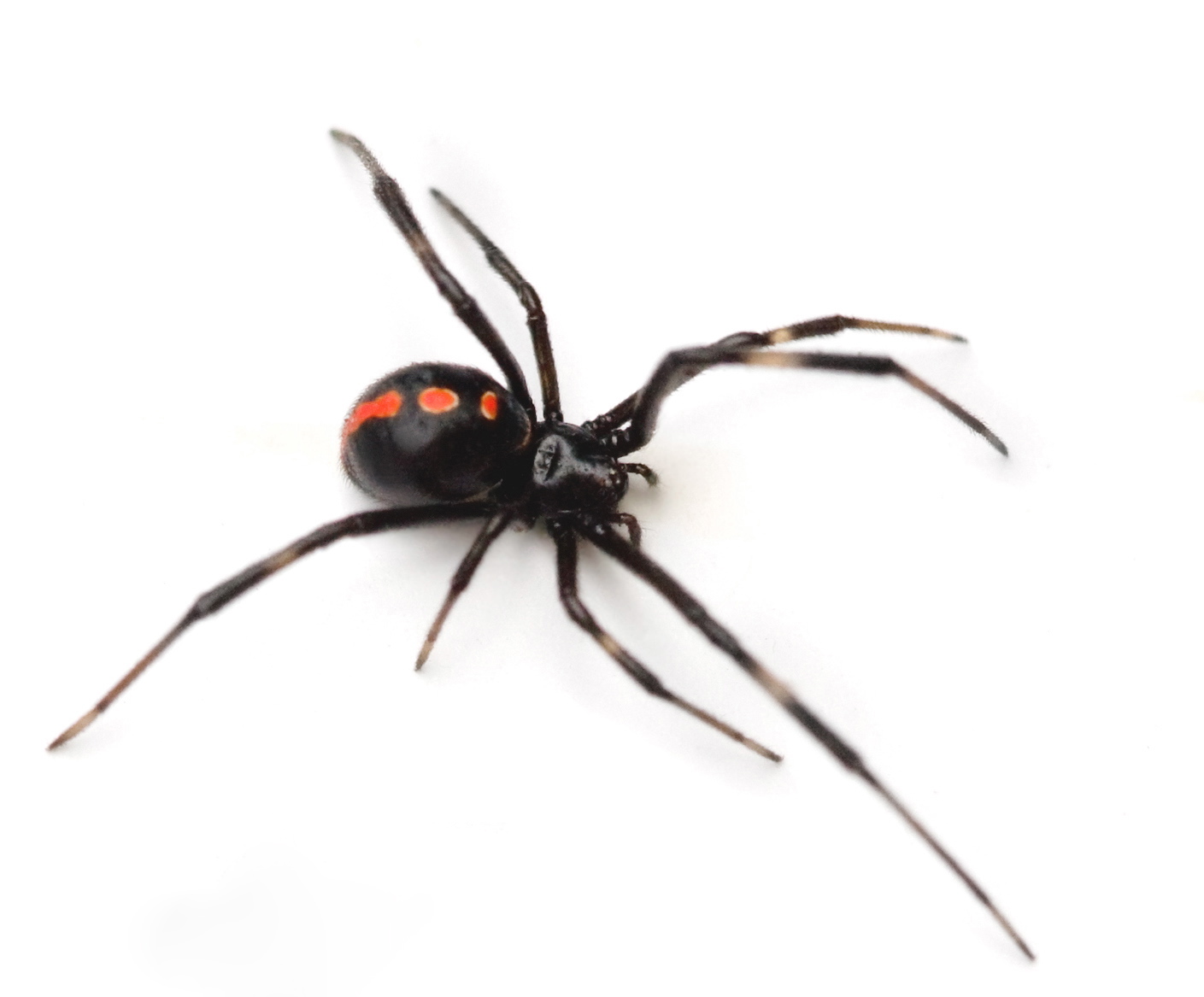 Why a Spider? | Black Widow Communications, LLC