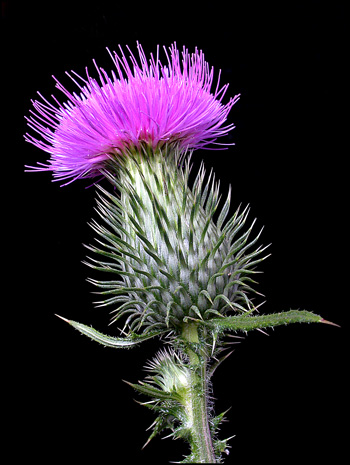 Mic-UK: A Close-up View of Two Thistles: "Bull" and "Nodding ...