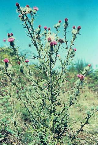 Bull thistle