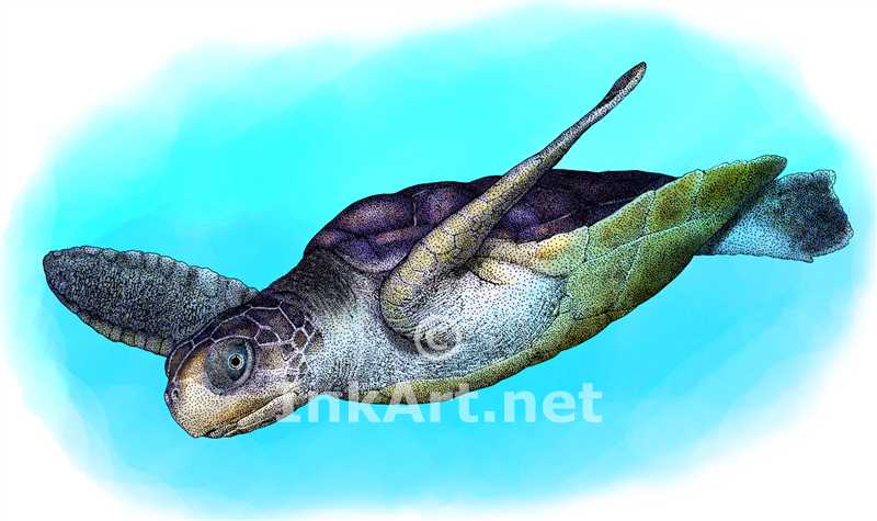 Flatback Sea Turtle (Natator depressus) Line Art and Full color ...