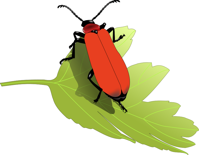 Free Cardinal Beetle Clip Art