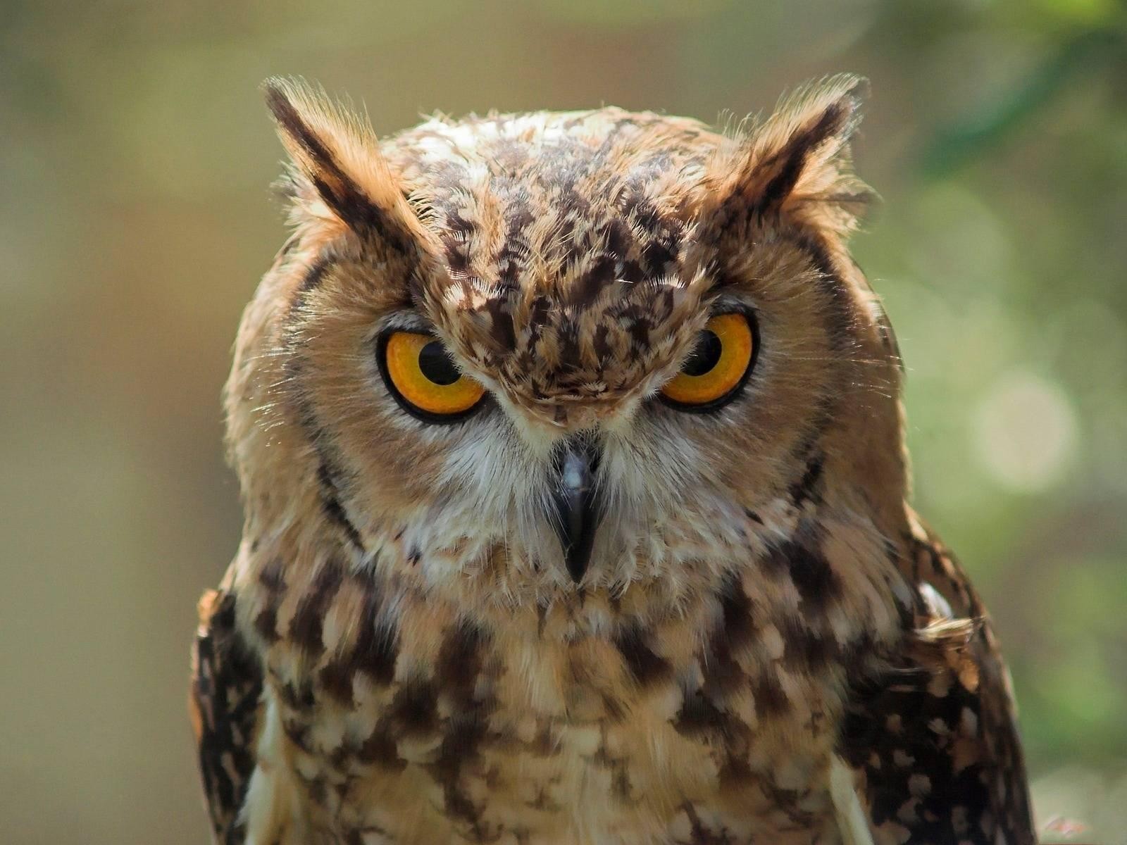Owl history and some interesting facts
