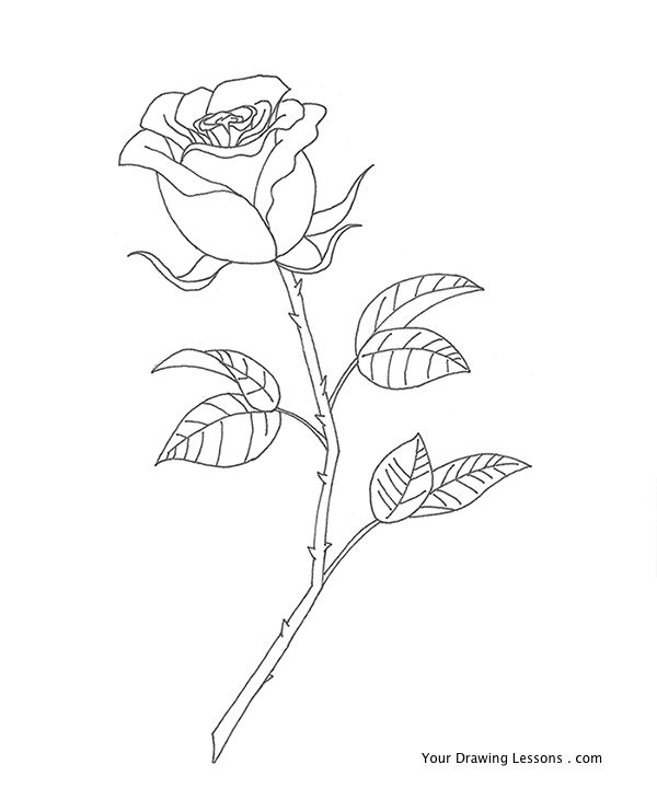 How To Draw A Rose